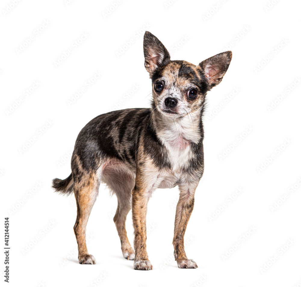 Red merle Chihuahua isolated on white