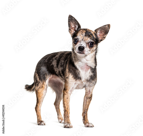 Red merle Chihuahua isolated on white © Eric Isselée