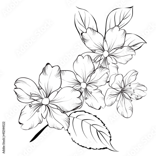 Outline of blooming sakura isolated over white background. White cherry flower. Wedding romantic bouquet.