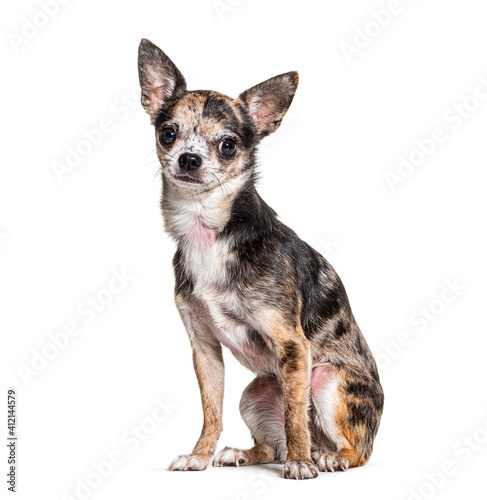 Red merle Chihuahua isolated on white
