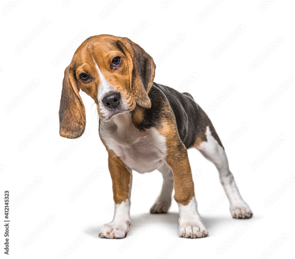Young puppy three months old Beagle dog standing in front, isolated