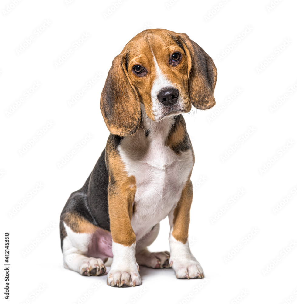Young puppy three months old Beagles dog sitting, isolated