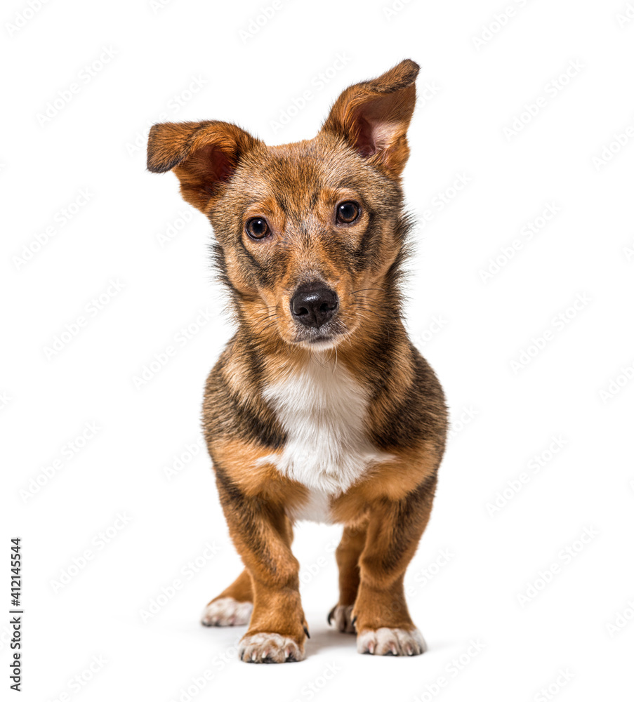 isolated Crossbreed dog standing in front and looking at the camera