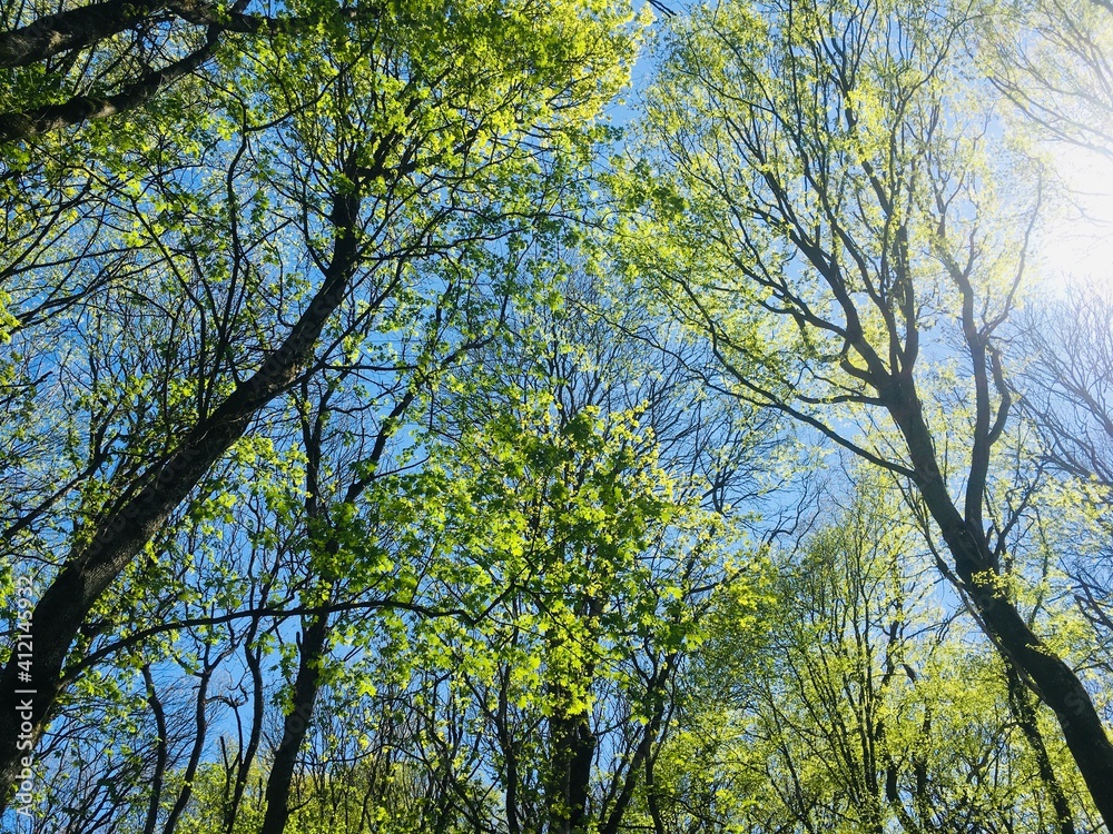 Obraz premium Spring in the forest