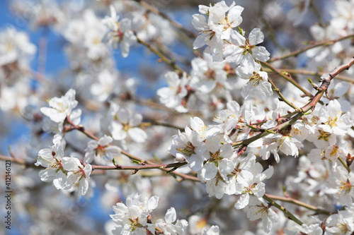 white cherry flowers on spring time