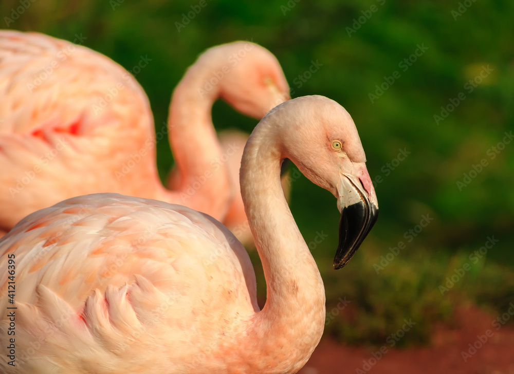 Pink Flamingos