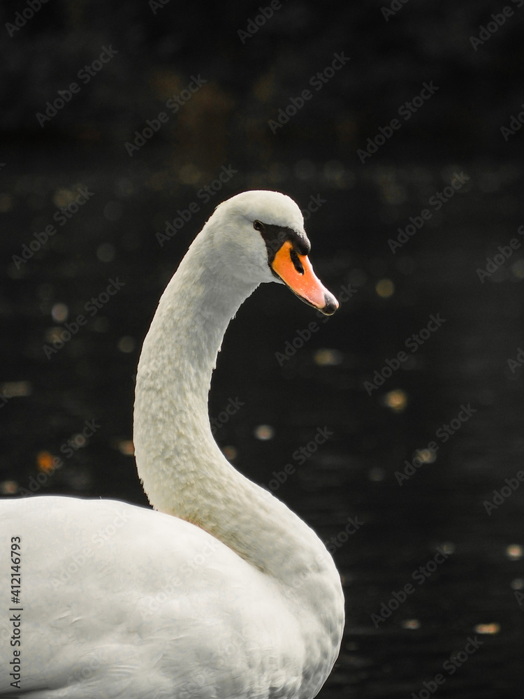 Obraz premium Posing Swan