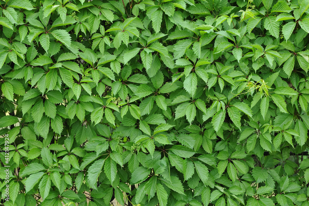 Wall with vibrant green ivy leaves for garden decoration Wall with vibrant green ivy leaves for garden decoration