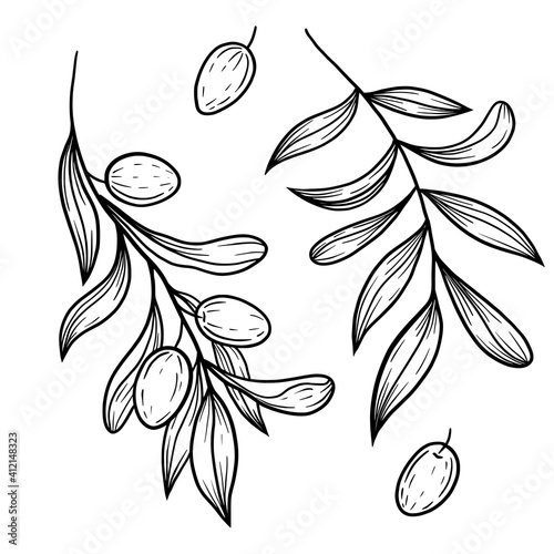 Hand drawn vector olive branch illustration. Isolated black linework olives clipart. Olives elements set. Graphic olives.