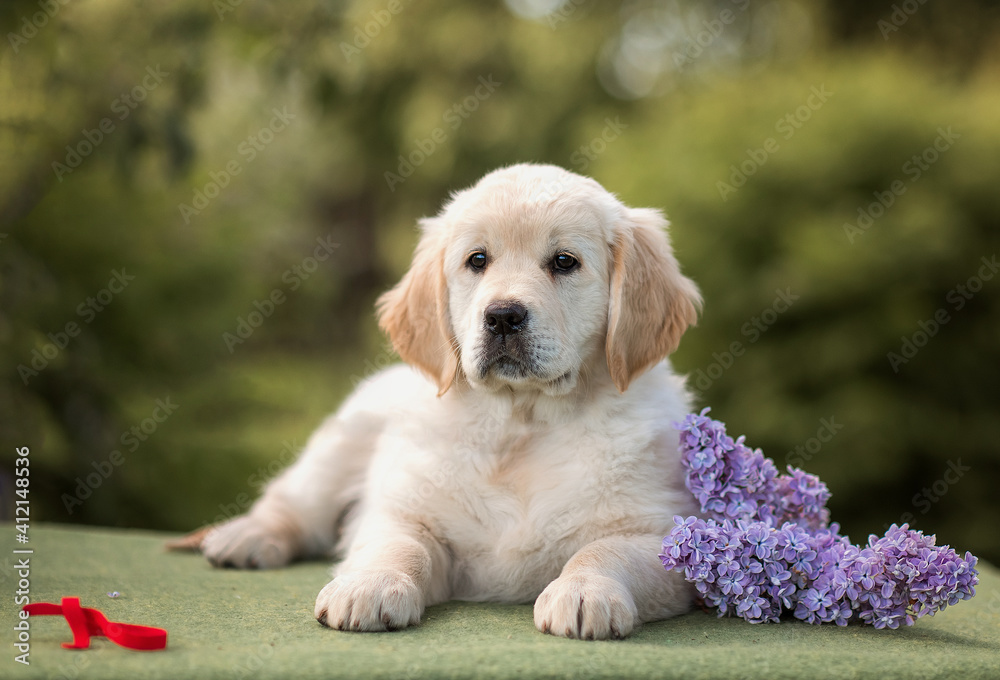 golden retriever puppy with lilac