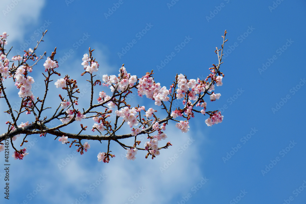 寒桜 寒桜