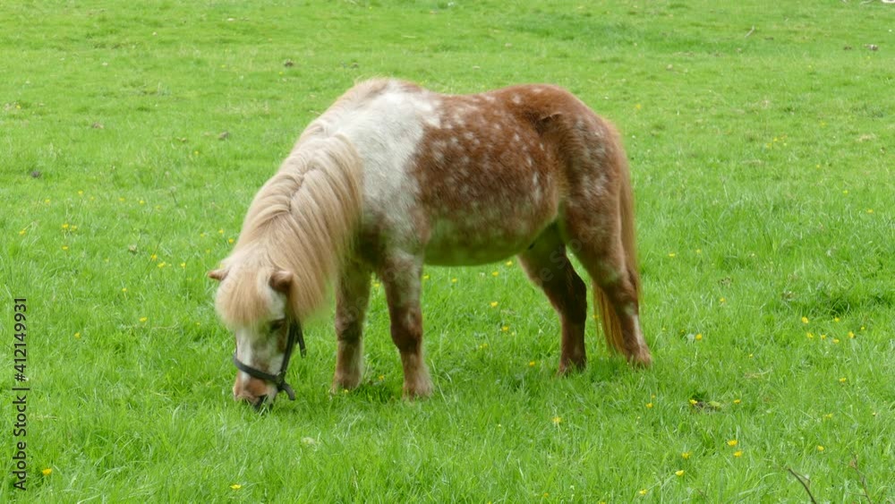Pferd, Pony auf einer Wiese, Deutschland, Europa Pferd, Pony auf einer Wiese, Deutschland, Europa