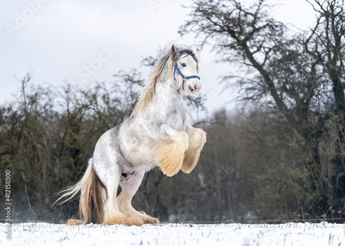 Tableau sur toile Beautiful big Irish cob horse fowl running wild in snow on ground rearing up hig
