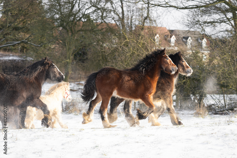 Beautiful big group of Irish cob horses fowls running wild in snow on ground towards camera through cold deep snowy winter field at sunset galloping shire horse leading the pack visible breath outdoor Beautiful big group of Irish cob horses fowls running wild in snow on ground towards camera through cold deep snowy winter field at sunset galloping shire horse leading the pack visible breath outdoor