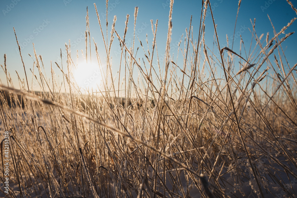 Obraz premium Dry coastal reed over white snow, natural background photo