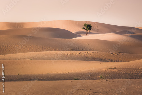 Golden sand dunes and a lone desert tree in a minimalist landscape at the Empty Quarter Desert (Rub' al Khali) near Abu Dhabi, UAE. photo