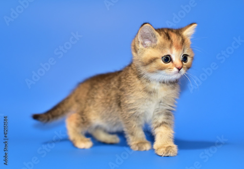 Small kitten of the British chinchilla breed on blue background. Little cat. The cat  Felis catus  is domestic species of small carnivorous mammal. Domesticated species in family Felidae domestic cats