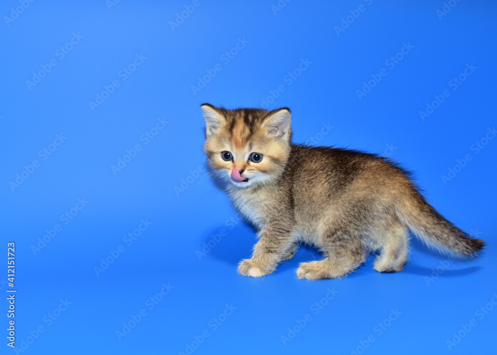Small kitten of the British chinchilla breed on blue background. Little cat. The cat (Felis catus) is domestic species of small carnivorous mammal. Domesticated species in family Felidae domestic cats