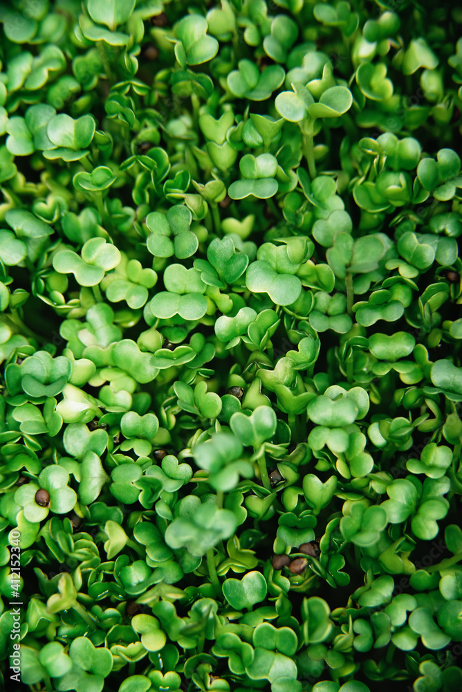 microgreen Foliage Background. Close-up of broccoli 6 days microgreens. Seed Germination at home. Vegan and healthy eating concept. Sprouted basil germinated from high quality organic plant seed. microgreen Foliage Background. Close-up of broccoli 6 days microgreens. Seed Germination at home. Vegan and healthy eating concept. Sprouted basil germinated from high quality organic plant seed.