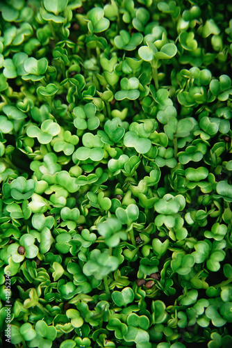 microgreen Foliage Background. Close-up of broccoli 6 days microgreens. Seed Germination at home. Vegan and healthy eating concept. Sprouted basil germinated from high quality organic plant seed.