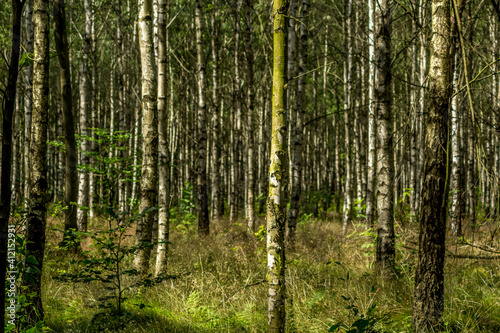 Birch tree forest 