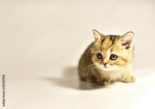 Small kitten of the British chinchilla breed. Little baby cat on white background. Babycat. Family cats and domestic kittens concept © MaxSafaniuk