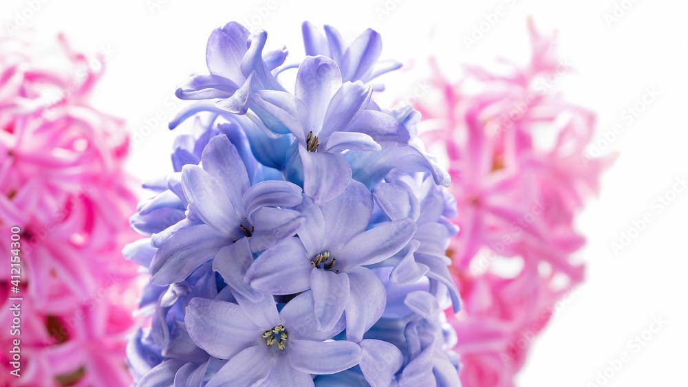 Macro closeup view of Hyacinth Pink Spring flowers on light  background. perfume of blooming hyacinths symbol of early spring. Texture. concept of holiday, celebration, women day. Mother day