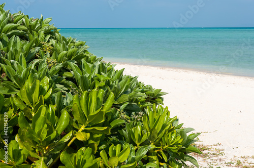 Wallpaper Mural Very green seaside plant (Scaevola tacada) with an amazing blue green ocean on Kondoi beach. Taketomi Island. Torontodigital.ca