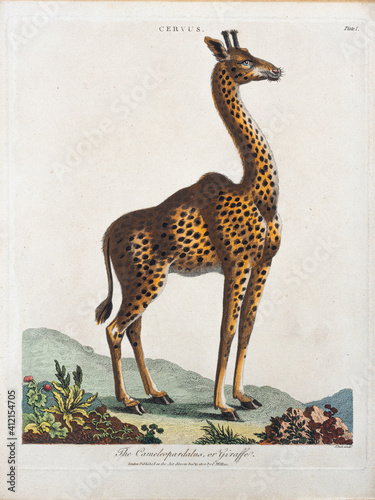 Georgian, hand painted copper plate engraving from the Encyclopaedia Londinensis.