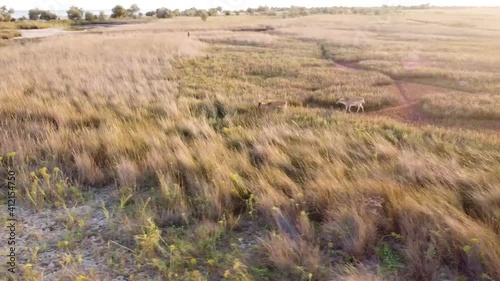 aerial view of the steppe with two deer that came in the summer 
