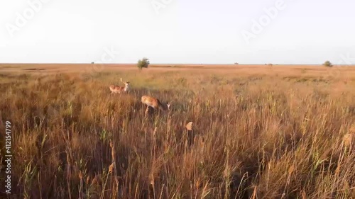 aerial view of the steppe with two deer that came in the warm summer  
