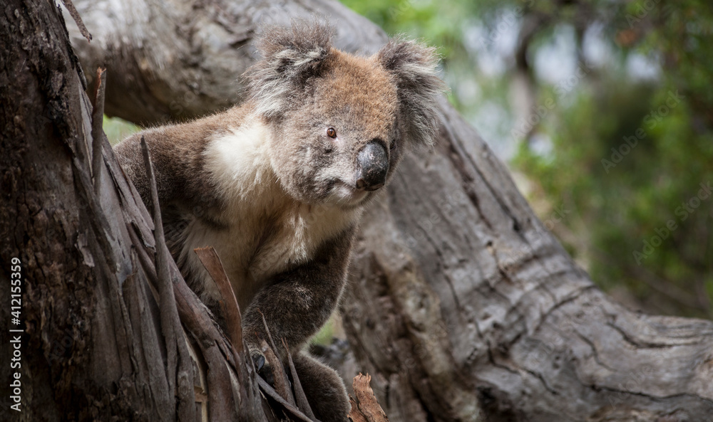 Koala peering around the branch of a tree Koala peering around the branch of a tree