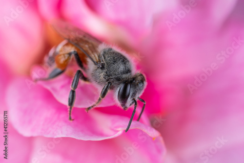 Photo of a Honey bee on a pink flower