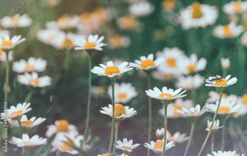 Blooming wild daisies in a sunny rustic meadow 