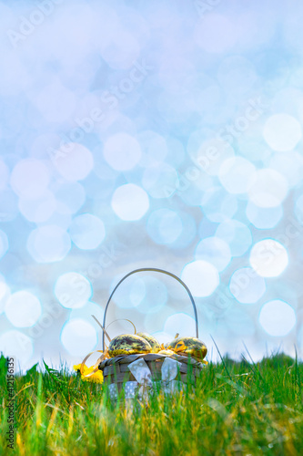 Easter background white. Golden egg with yellow spring flowers in celebration basket on green grass. Happy Easter concept.