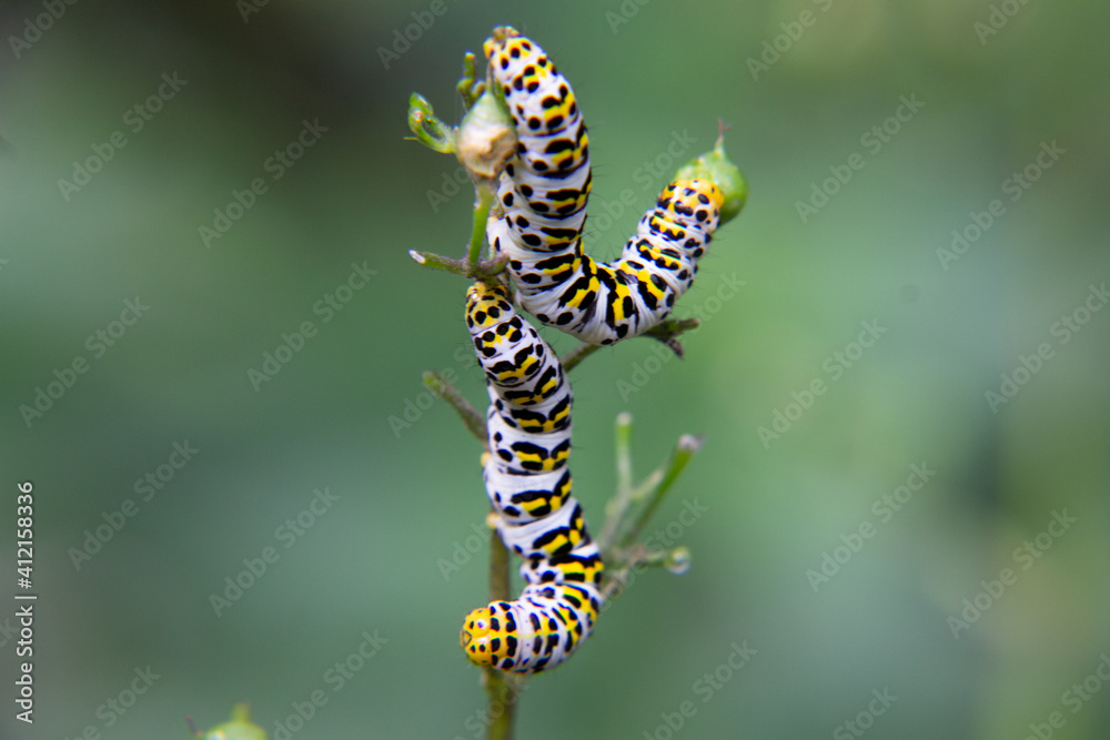 Close-up from two Mullein moth caterpillar - Cucullia verbasci picture taken in Netherlands June 2020 