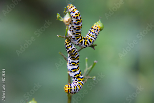 Close-up from two Mullein moth caterpillar - Cucullia verbasci picture taken in Netherlands June 2020 