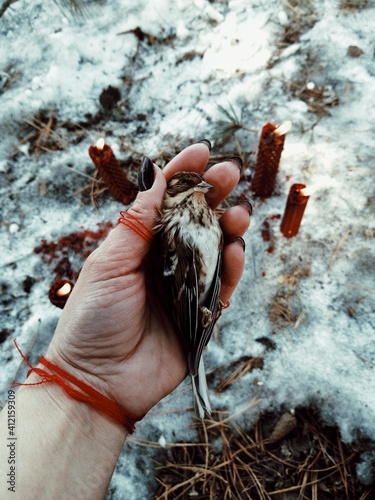 the cult and the dead bird