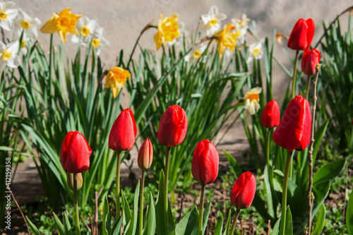 Blooming red tulips and yellow daffodils.