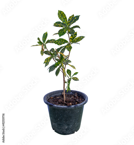 Codiaeum variegatum tree in a pot, Ornamental plants, home decoration plants ,Isolated on White Background