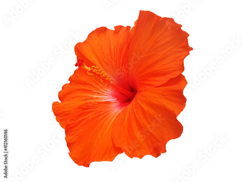 Orange Hibiscus flower isolated.