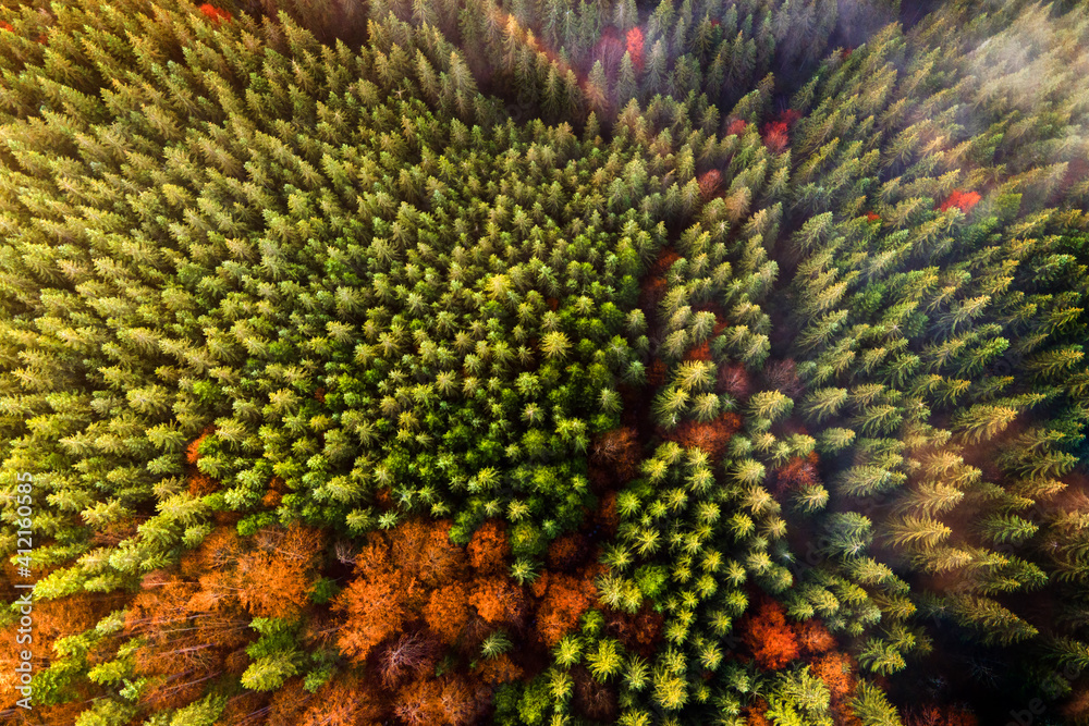 Aerial view of dense green pine forest with canopies of spruce trees and colorful lush foliage in autumn mountains. Aerial view of dense green pine forest with canopies of spruce trees and colorful lush foliage in autumn mountains.