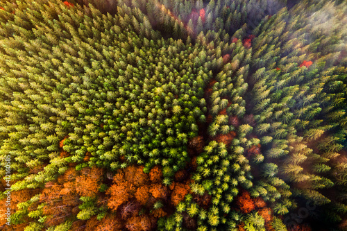 Aerial view of dense green pine forest with canopies of spruce trees and colorful lush foliage in autumn mountains.