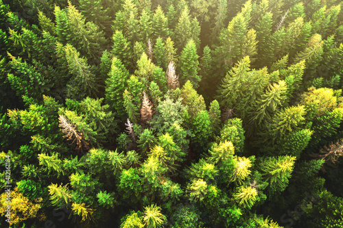 Top down aerial view of bright green spruce and yellow autumn trees in fall forest.