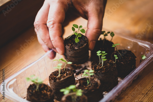 propagation seed pot with soil and physalis seedlings or sprouts photo