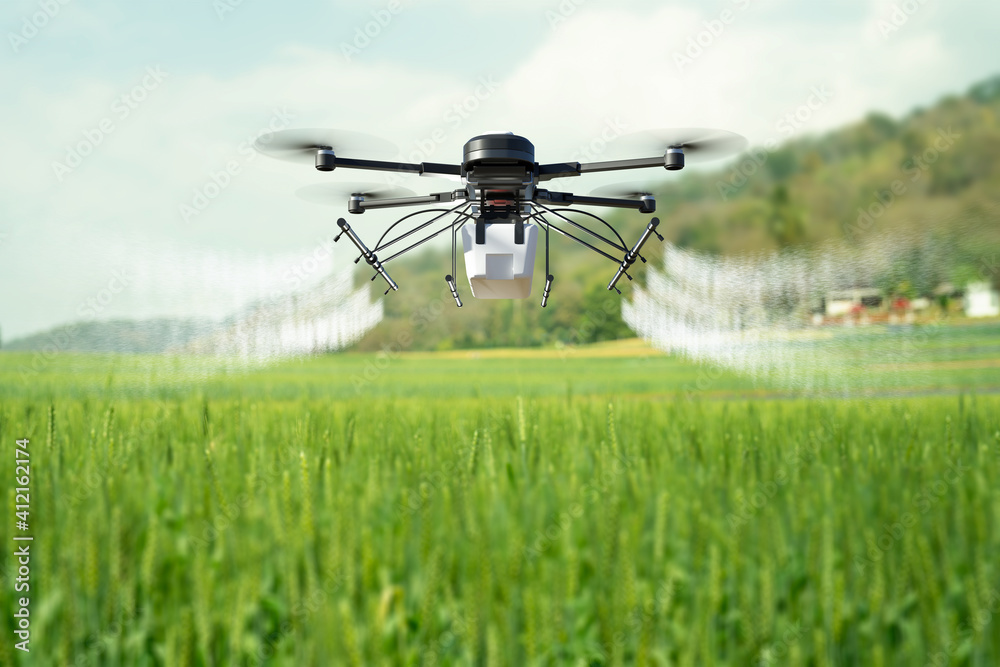 Drone spraying pesticide on wheat field. Drone spraying pesticide on wheat field.