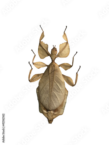 botanical rare insect phyllium celebicum haan. FAMILY LEAF INSECTS, Phyllium bioculatum, or Gray's leaf insect. Phyllium pulchrifolium. Isolated on a white background. photo