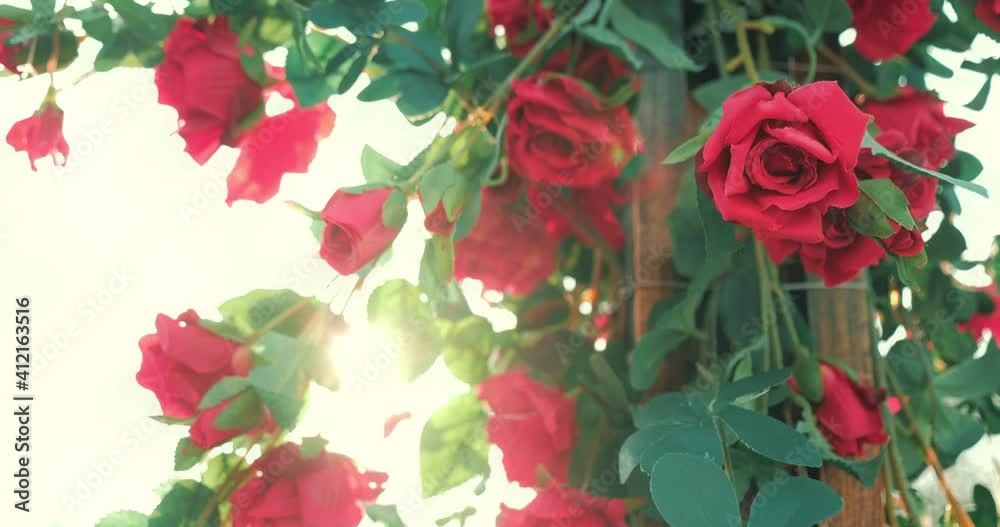 Beautiful red Rose blooming with sun flare in summer garden. Roses flowers growing outdoors, nature, blossoming flower background. Beautiful red Rose blooming with sun flare in summer garden. Roses flowers growing outdoors, nature, blossoming flower background.