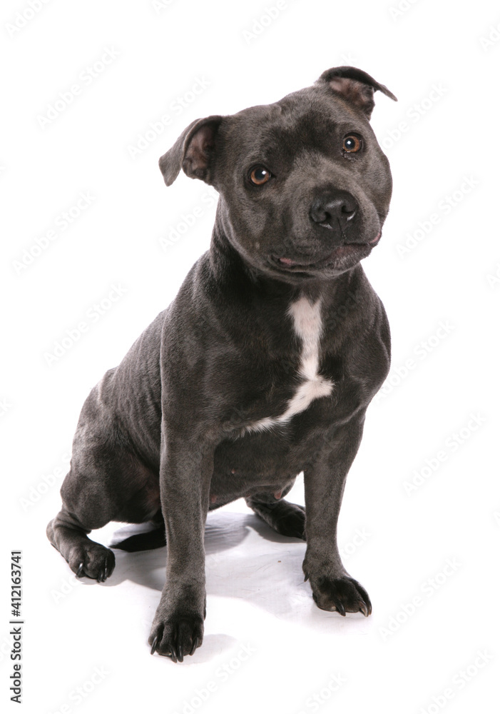 staffordshire bull terreir staffordshire bull terreir