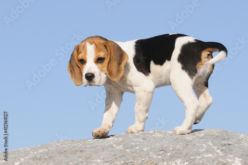 Beagle puppy dog discovers the world 